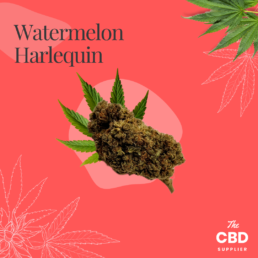 Watermelon x Harlequin CBD Flower UK
