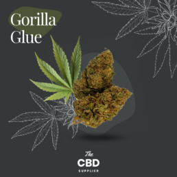 Best Gorilla Glue CBD Bud