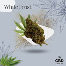 Buy White Frost CBD Flower UK