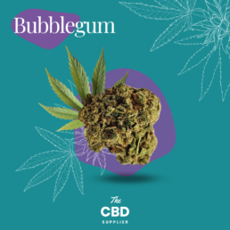 Buy Bubblegum CBD Flower UK